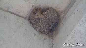 Ontario man aims to save large colony of cliff swallows nesting under bridge set for demolition