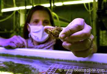 Making a push for a Rhode Island state coral - The Boston Globe