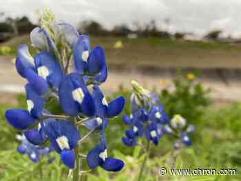 The freeze crippled Texas' power grid. But not its bluebonnets