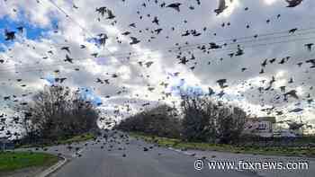 Flock of birds surrounds car in breathtaking photo