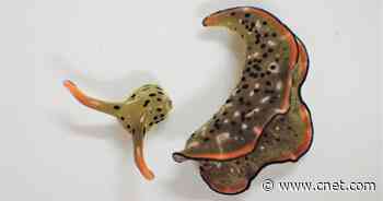These sea slugs cut off their own heads and grow an entirely new body     - CNET