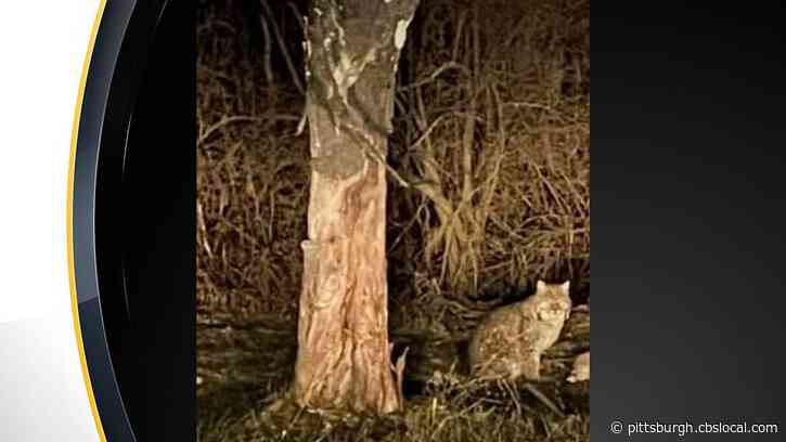 Bobcat Spotted In Lawrence County
