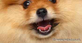 He looked like a cute puppy. Then DNA tests revealed he was a wolf