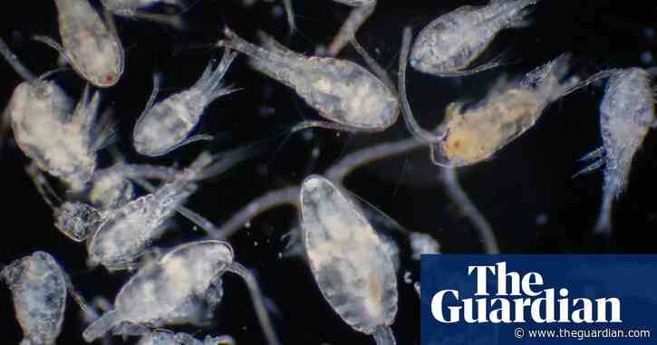 Why the tiny copepod is an unsung climate hero