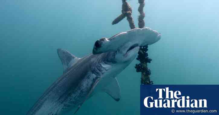 Vast majority of sharks caught in Great Barrier Reef drum lines died, despite tribunal's orders