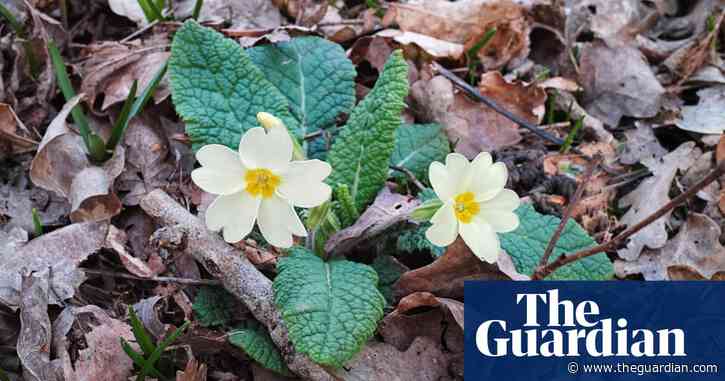 Country diary: a dusk walk full of primroses and birdsong