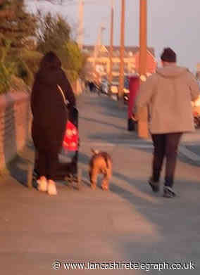 Man seen beating dog while on walk in Blackpool