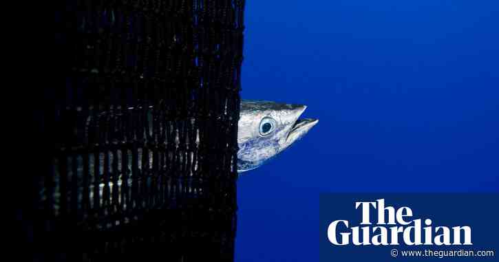 Retailers join calls for ‘urgent’ action to restrict harmful tuna fishing methods