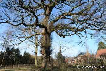 Vlonderpad beschermt oudste eik in gemeente (Kalmthout) - Gazet van Antwerpen Mobile - Gazet van Antwerpen