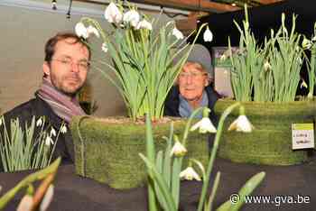 Sneeuwklokjes op de grond en in de lucht (Kalmthout) - Gazet van Antwerpen
