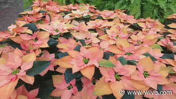 Botanical Gardens hosting Great Plant Sale online