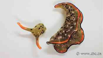 This sea slug can remove its own head and keep on living — twice