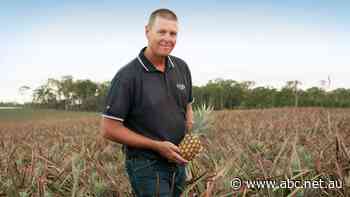 Prickly politics: Is Australia about to start importing fresh pineapples from Taiwan?