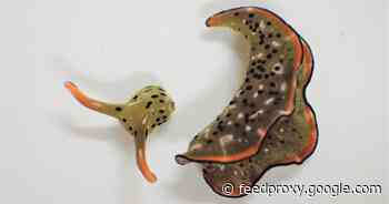 These sea slugs cut off their own heads and grow a whole new body     - CNET