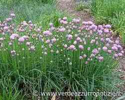 LA FRITTATA DI ERBA CIPOLLINA - Verde Azzurro Notizie