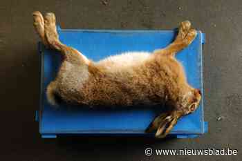 Landbouwer krijgt boete van 2.400 euro voor afknallen hazen die knolselderij opvreten - Het Nieuwsblad