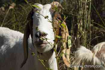 Houston Arboretum goats are back, but not for long