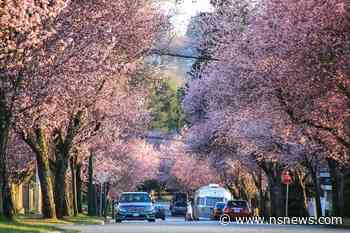 Vancouver's Cherry Blossom Festival to be hosted virtually - North Shore News