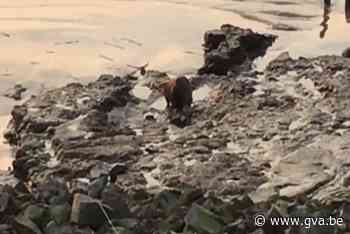 Hobokense Polder kreeg ook al bever op bezoek - Gazet van Antwerpen