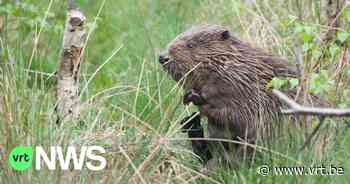 Bever duikt op dicht bij Antwerpse binnenstad - VRT NWS
