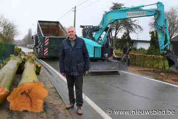 Ondanks ultiem protest laat gemeente bomen kappen die schade veroorzaken aan woningen: “Maar we gaan dat in tienvoud compenseren”