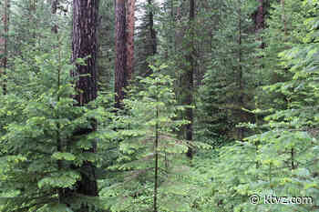 OSU study: Tree-cutting diameter limits hamper E. Oregon forest restoration - KTVZ