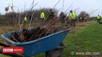 Northern Forest: Hull veterans to plant trees - BBC News