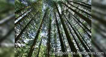 Japan’s forest bathing concept comes to the Indian Himalayas in Uttarakhand - Happytrips