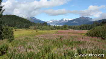 Forest Service seeks to expand fight against invasive plants - KTOO