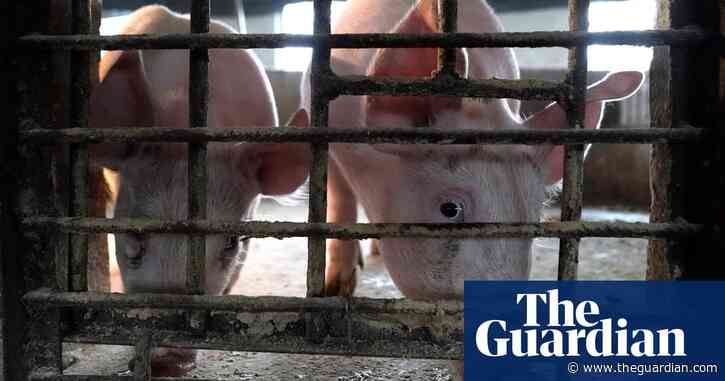 Deadly pig disease could have led to Covid spillover to humans, analysis suggests