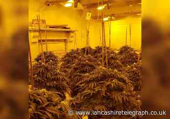 Man arrested after police raid cannabis farm with just under 100 plants