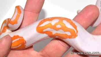 See the snake that smiles back at you