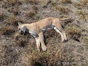 Dead mountain lion found in RGV becomes fourth confirmed in the area in past 15 years by TPWD
