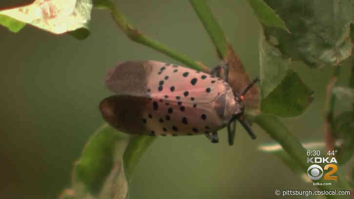 Westmoreland County Added To Pennsylvania’s Spotted Lanternfly Quarantine