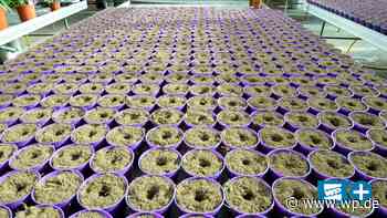 Familienbetrieb in Netphen-Deuz: Gärtner bereit für Frühling - Westfalenpost