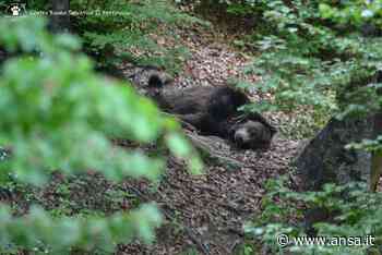 A Modena una struttura per accogliere orsi bruni maltrattati - Agenzia ANSA