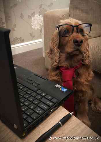 Cute pup Watson wins pet photo competition to benefit Bleakholt Animal Sanctuary