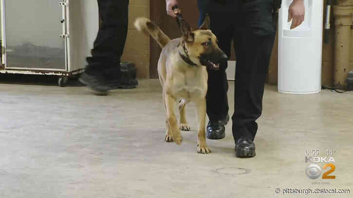 Adams Twp. Police Looking To Bring K-9 To Department