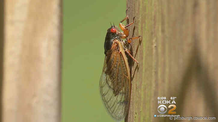 Arborist Says Cicadas May Be The Least Of Our Creep Crawly Worries This Spring, Summer