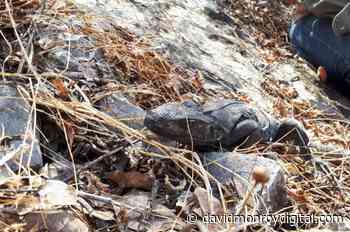 Autoridades retornan a su hábitat animales rescatados en Cuernavaca - David Monroy Digital