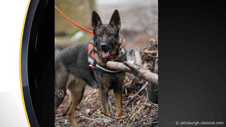 Furry Tails: Pa. Is ‘Lucky’ To Have A Nose That Can Detect The Spotted Lanternfly