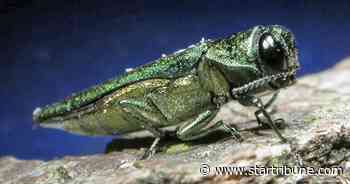 University of Minnesota works on 'attack fungi' that could fight emerald ash borer