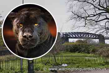 'Big cat' sighting near the Manchester Ship Canal in Warrington - Warrington Guardian