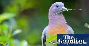 What is this 'hot pigeon'? Is it even real?