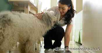 'Incredibly worrying' Dog owners concerned over food supplies - Wales Online