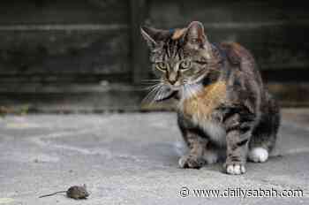 No cat food left in UK amid coronavirus pandemic - Daily Sabah