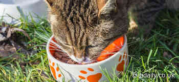 Skipton pet care company expands into dog and cat food with latest acquisition - Bdaily