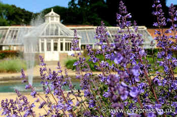 New outdoor food and drink festival at Scampston Hall | York Press - York Press
