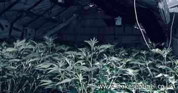 Police discover cannabis growing at Stoke-on-Trent property where food was still cooking - Stoke-on-Trent Live