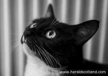 Supermarkets warn over national shortages of pet food - HeraldScotland